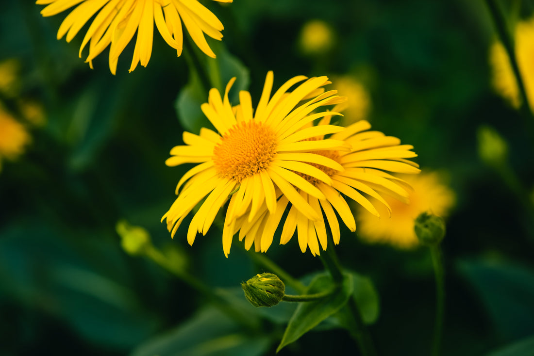 Gelbe Blüten der Arnika montana in einer grünen Wiese